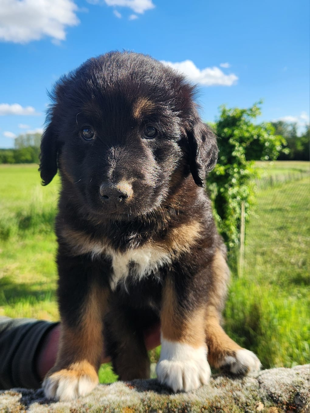 Du Reponnet - Chiots disponibles - Berger des Alpes et de Savoie