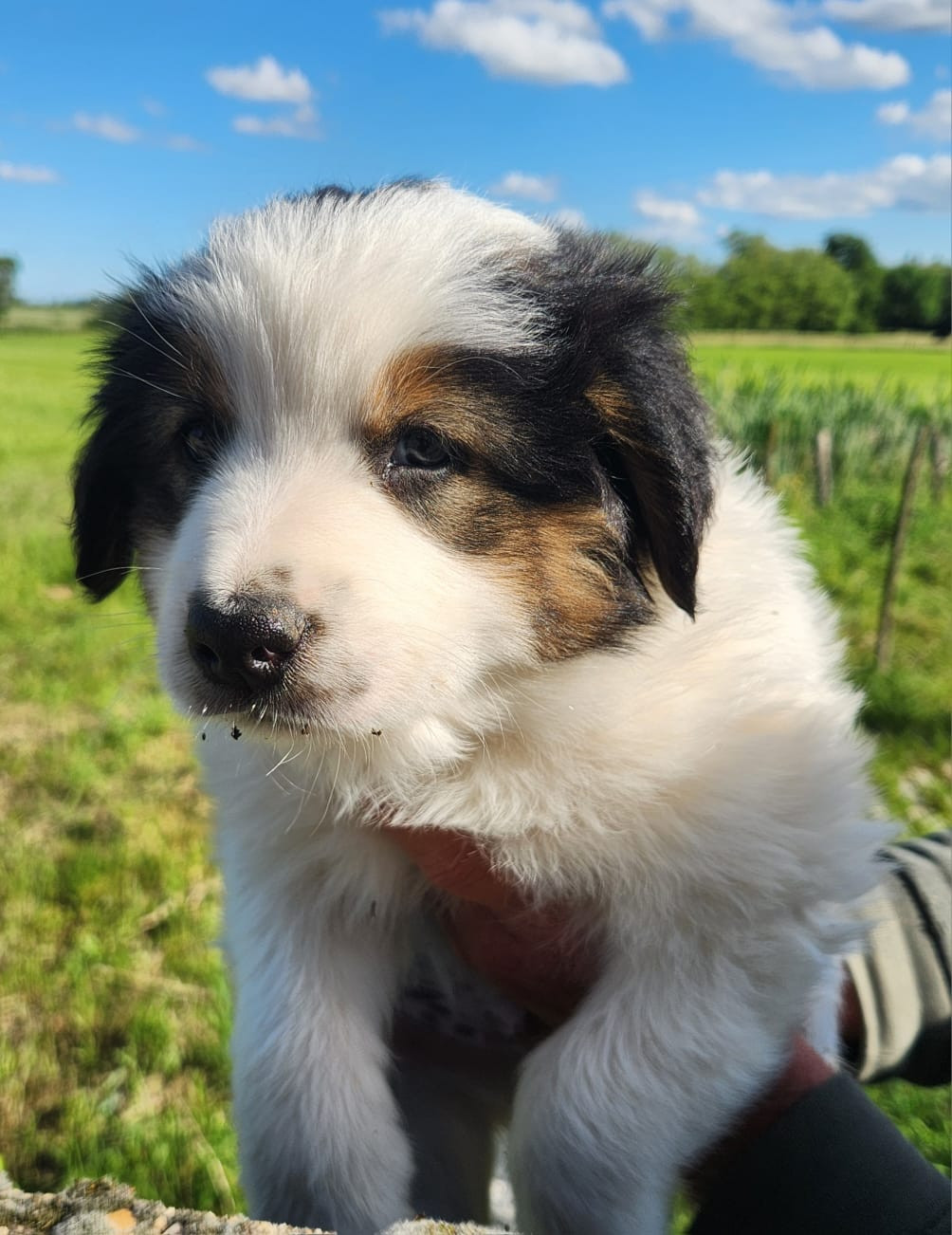 Du Reponnet - Chiots disponibles - Berger des Alpes et de Savoie