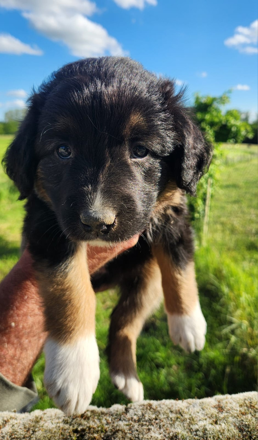 Du Reponnet - Chiots disponibles - Berger des Alpes et de Savoie