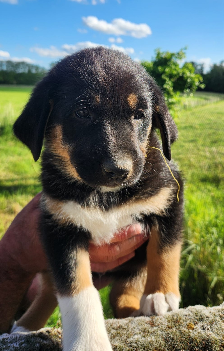 Du Reponnet - Chiots disponibles - Berger des Alpes et de Savoie